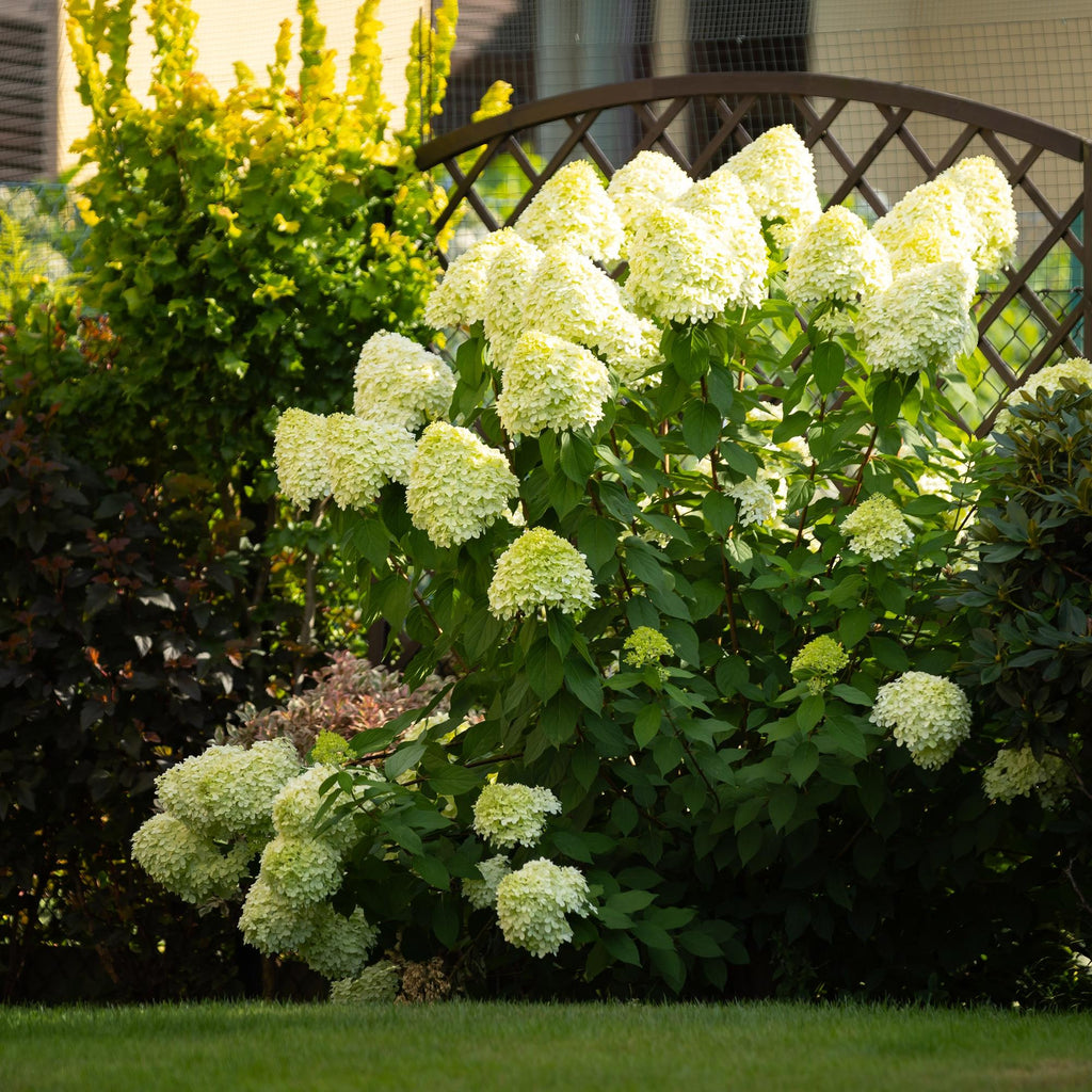 Rispenhortensie – Hydrangea panniculata Limelight – Blüte Limonengrün – Cremeweiß – Laubabwerfend – Große Blüten – 17cm – Höhe ca. 50cm – Plant