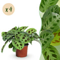 Maranta Fascinator Kerchoveana – 4 Pflanzen Set – Ø12cm Höhe 30-35cm – Pfeilwurz Gebetsblatt mit dekorativem Muster
