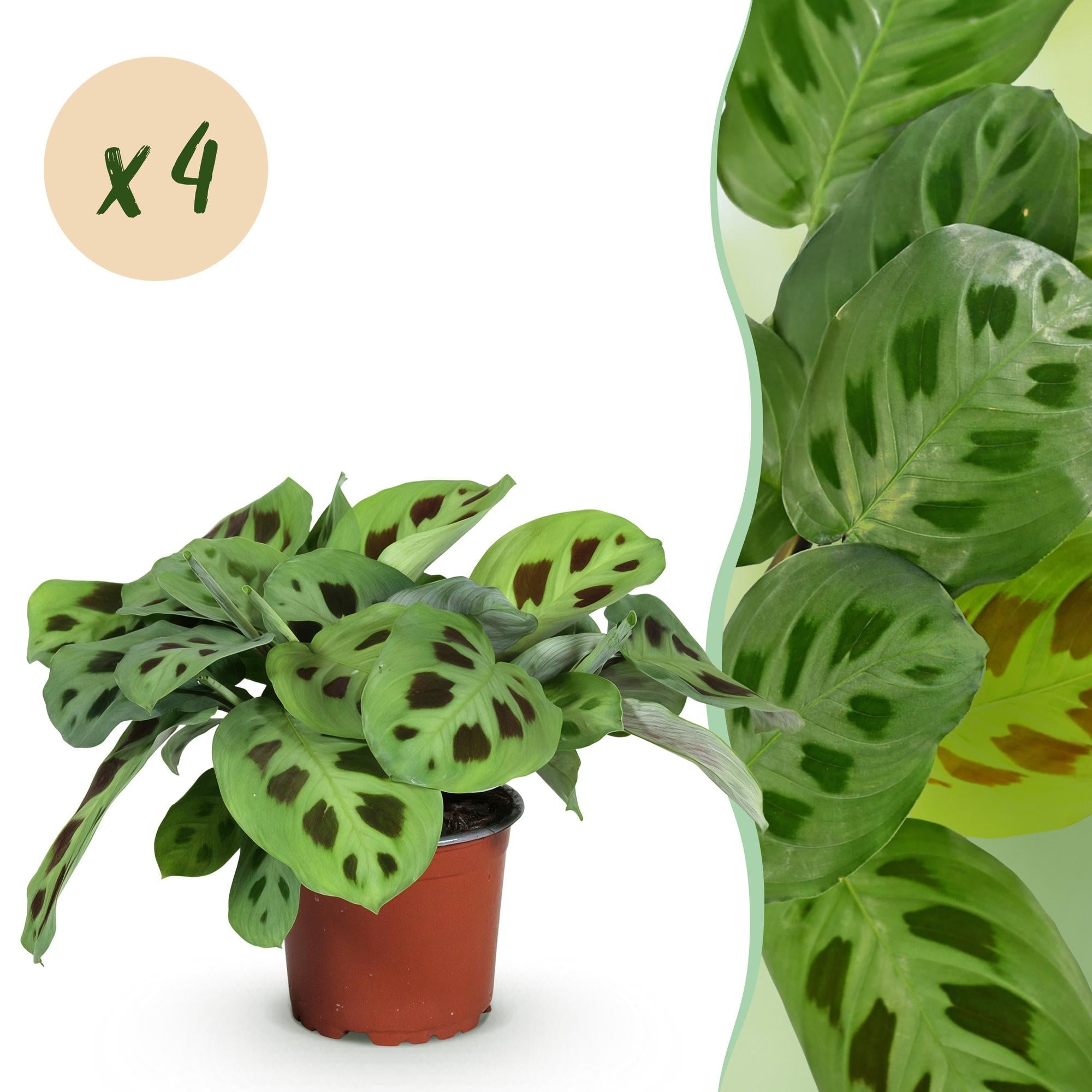 Maranta Fascinator Kerchoveana – 4 Pflanzen Set – Ø12cm Höhe 30-35cm – Pfeilwurz Gebetsblatt mit dekorativem Muster