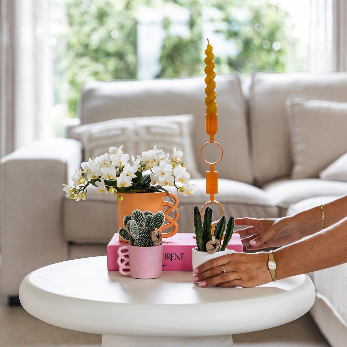 Weiße Phalaenopsis Orchidee Nazaré – Ø9cm – Elegante Zimmerpflanze – Pflegeleicht & Blühfreudig – Ideal für Küche, Wohnzimmer & Büro – Plant