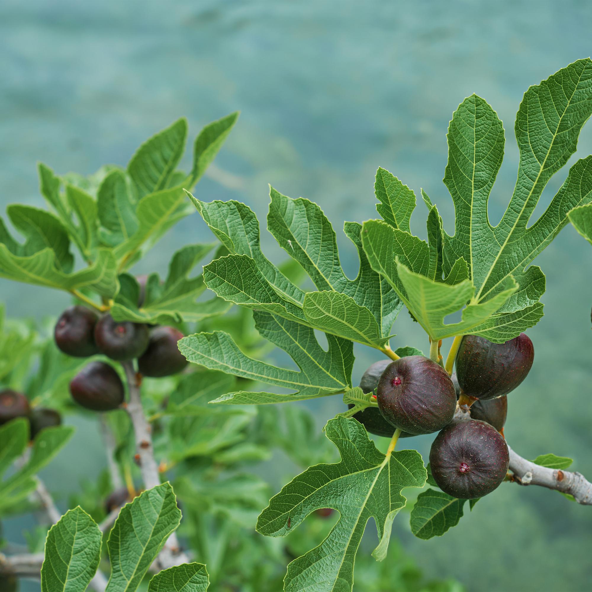 Feigenbaum Ficus carica 'Brown Turkey' – Stamm – Pflanze – Höhe ca. 90cm – Ø19cm – Obstpflanze für Terrasse & Garten – Essbare Früchte – Plant