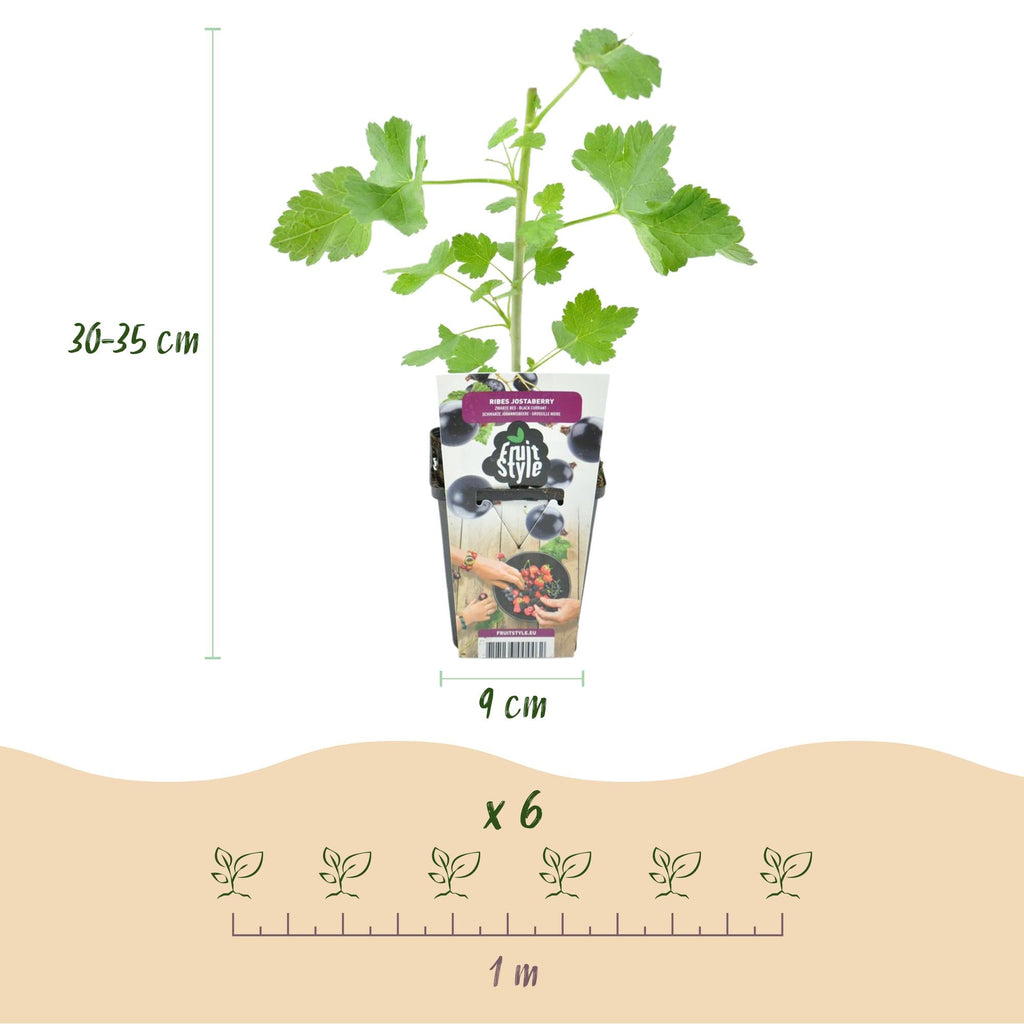 Jostabeere Ribes Josta winterhart 3 Pflanzen Ø9cm Höhe 30cm – Kreuzung aus Johannisbeere & Stachelbeere – Aromatische Beeren für Garten & Balkon