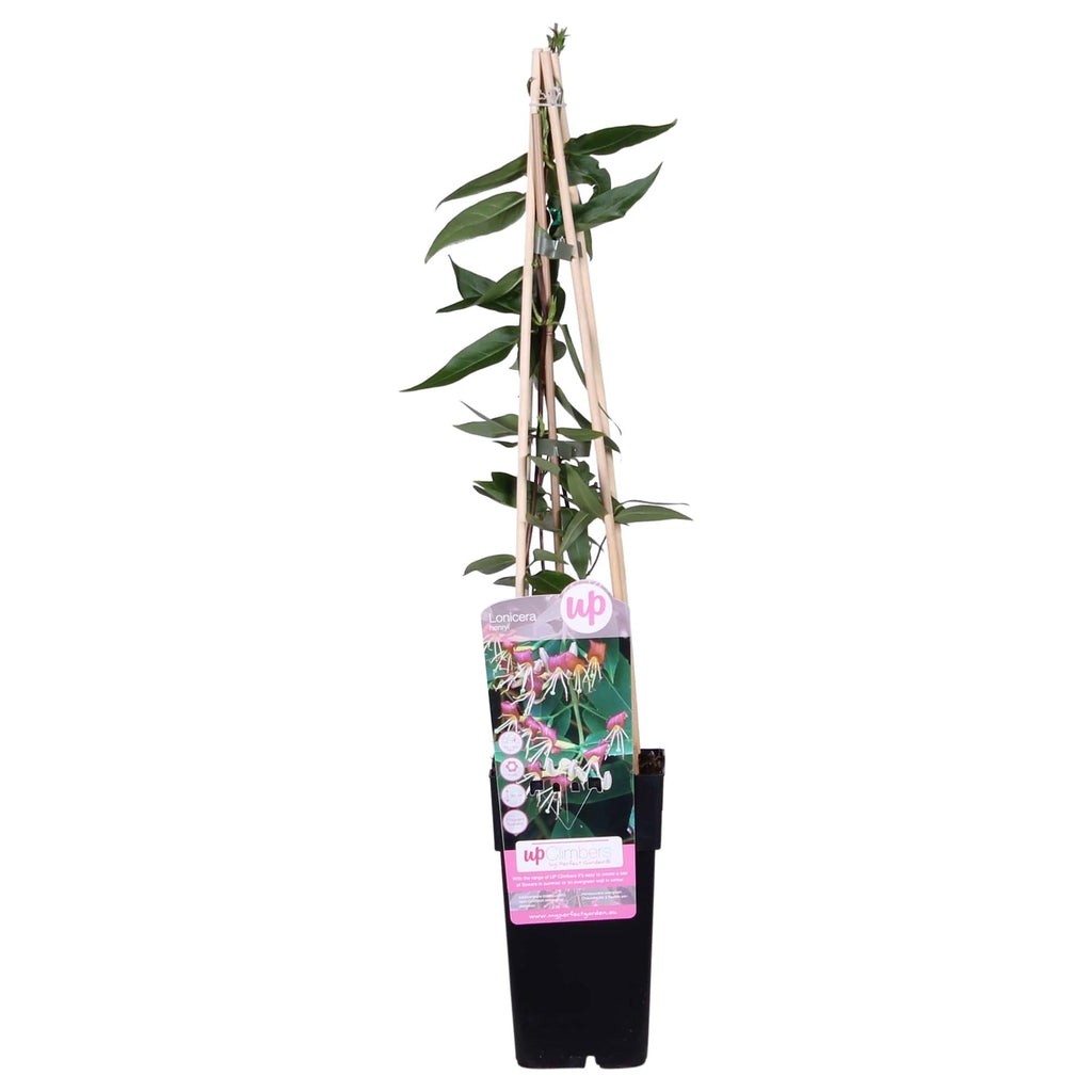 Geißblatt – Lonicera henryi – Immergrüne Kletterpflanze – Ø15cm – Höhe 65cm – Duftende Blüten für Garten, Terrasse & Balkon – Plant