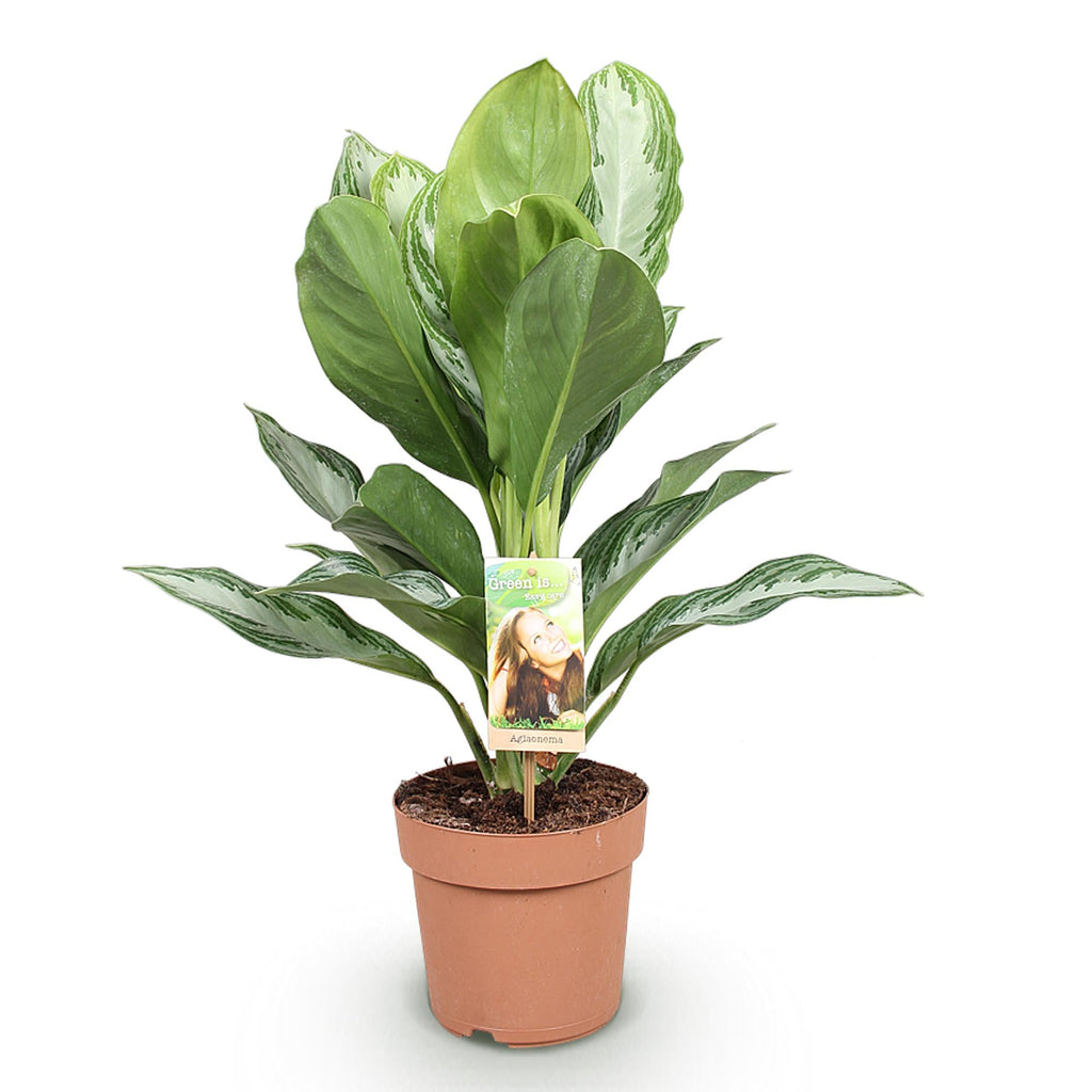 Aglaonema Silver Bay – 17cm – Höhe 70-75cm – Pflegeleichte silber – grüne Zimmerpflanze mit dekorativem Blattmuster für Wohnräume und Büro