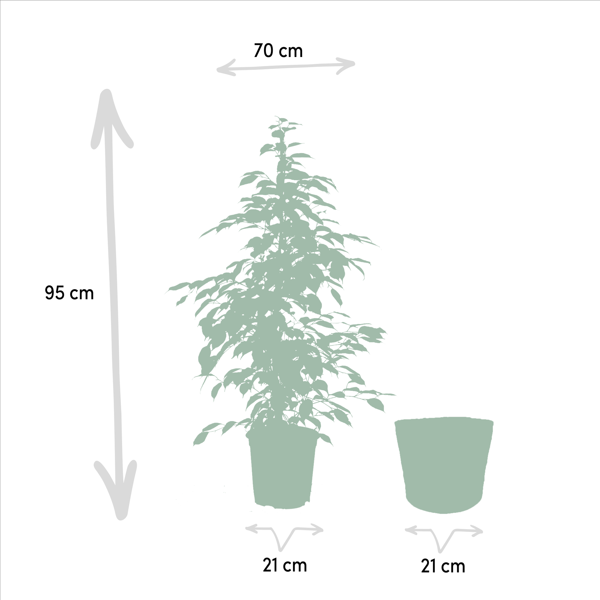 Ficus benjamina Goldenking – Ø21cm – ↕95cm inkl. Korb Selin – Luftreinigende Zimmerpflanze mit zweifarbigem Blattwerk – Pflegeleichter Benjamini im Naturkorb – Für Wohnzimmer Büro Flur – Frisch aus der Gärtnerei – Plant