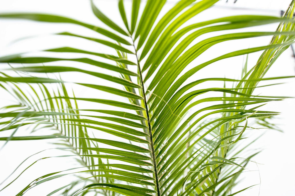 Phoenix Roebelenii auf Stiel – 190-200cm – Edle Zwerg – Dattelpalme für Innen & Außen – Exotische Palme mit gefiederten Blättern – Plant