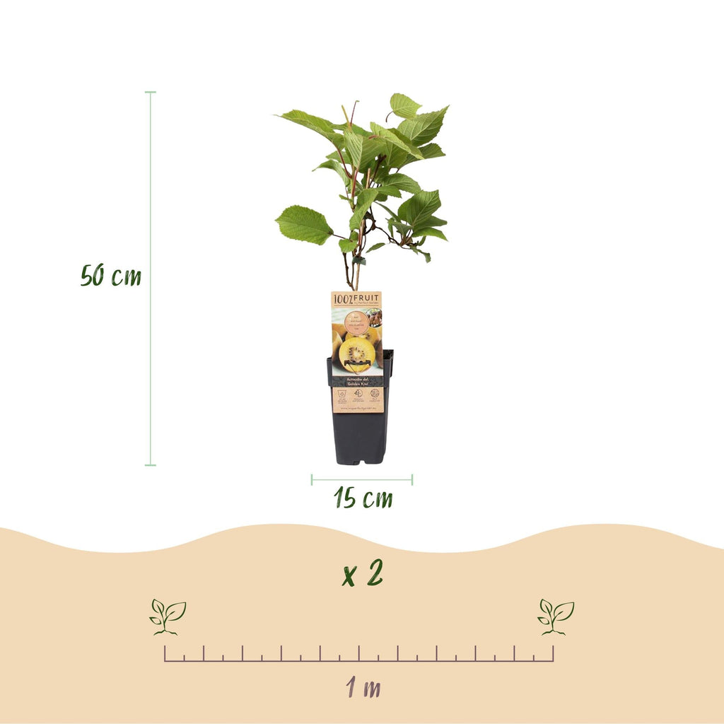 Obstpflanzen Grüne Kiwi 'Jenny' & Goldene Kiwi – 2 Pflanzen – 15cm – Höhe 50cm – Süße, vitaminreiche Früchte – Pflegeleicht & winterhart – Plant