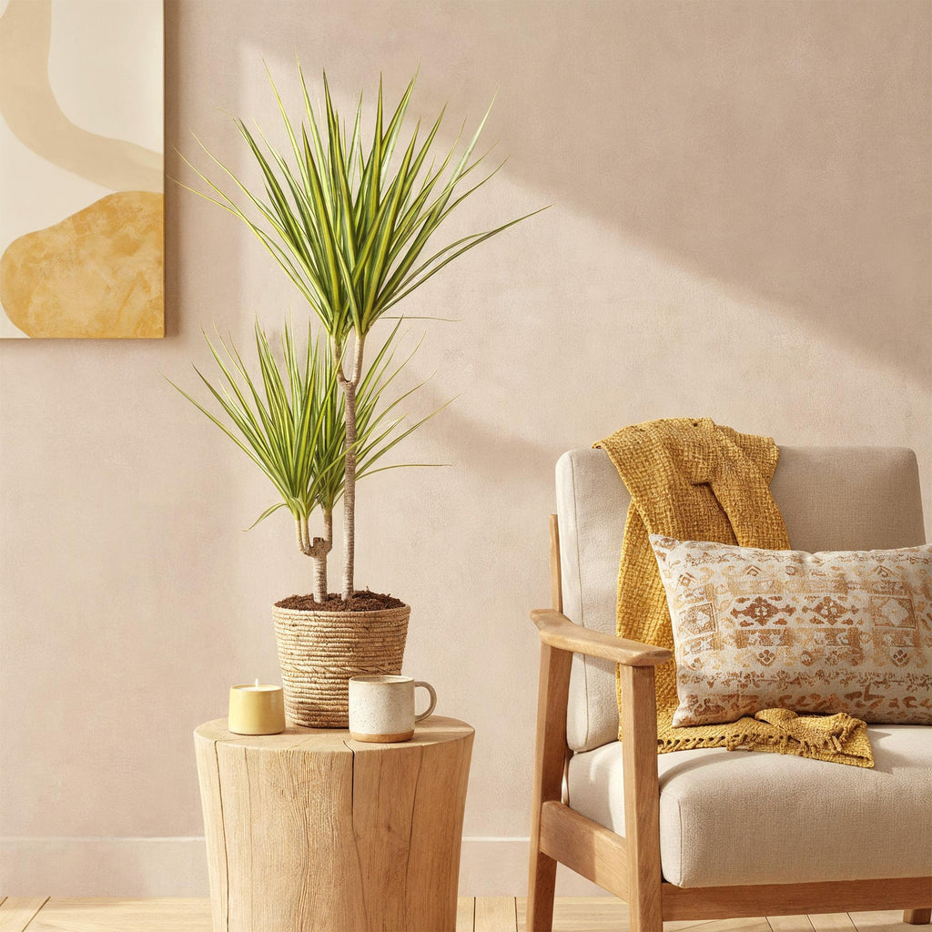 Dracaena Sunray – Drachenblutbaum – 17cm – Höhe 70-75cm – Pflegeleichte Zimmerpflanze in Grün und Gelb für moderne Wohn – und Arbeitsräume – Plant