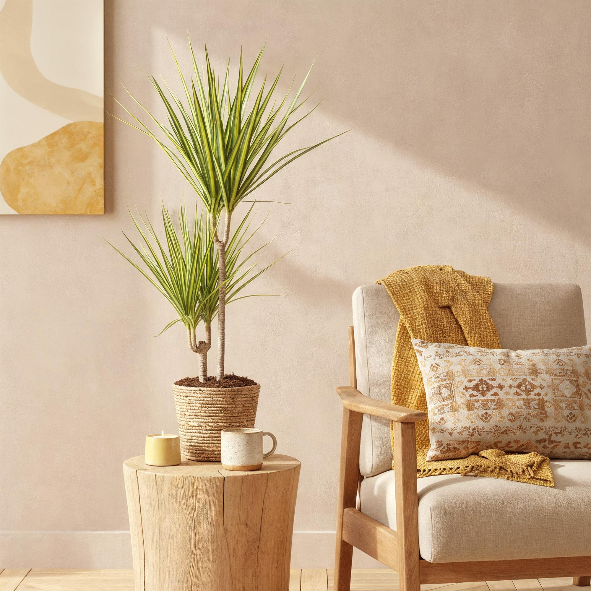 Dracaena Sunray – Drachenblutbaum – 17cm – Höhe 70-75cm – Pflegeleichte Zimmerpflanze in Grün und Gelb für moderne Wohn – und Arbeitsräume – Plant