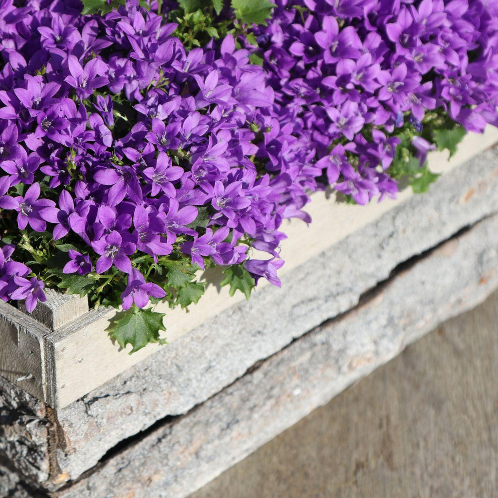 Campanula Addenda Ambella lila 6er Set – Glockenblume violett Topfgröße 12cm – winterhart, lang blühend – Bodendecker für ca.1m² – Plant