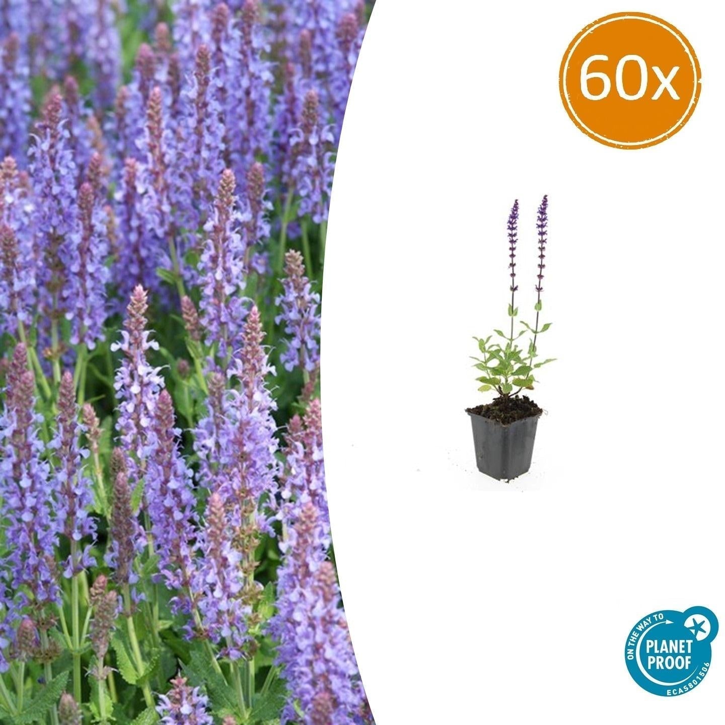 Blüten Salbei Salvia nemorosa Caradonna – ↕10-25cm – Ø9cm – Tiefviolett – Bienenfreundlich – Pflegeleicht – Sonniger Standort – Plant