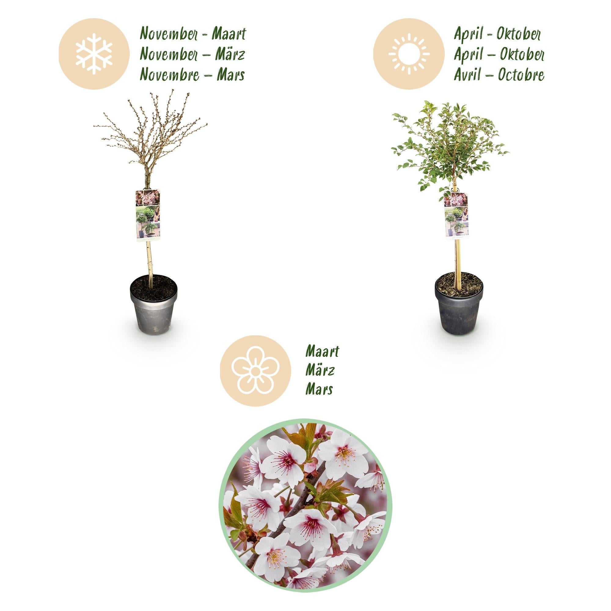 Fuji – Kirsche Prunus incisa Kojou – no – mai – 19cm Höhe ca.90cm – Weiß blühende Terrassenpflanze – Winterhart & laubabwerfend – Plant
