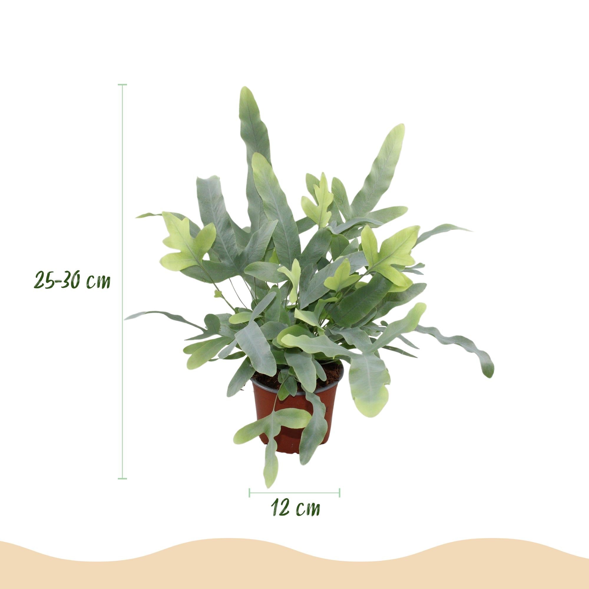 Phlebodium aureum Blue Star Pflanze Mit Grauem Topf Ø12cm Höhe ca.25cm Blauer Farn Haustierfreundlich Pflegeleicht Für Zimmer Büro & Schlafzimmer