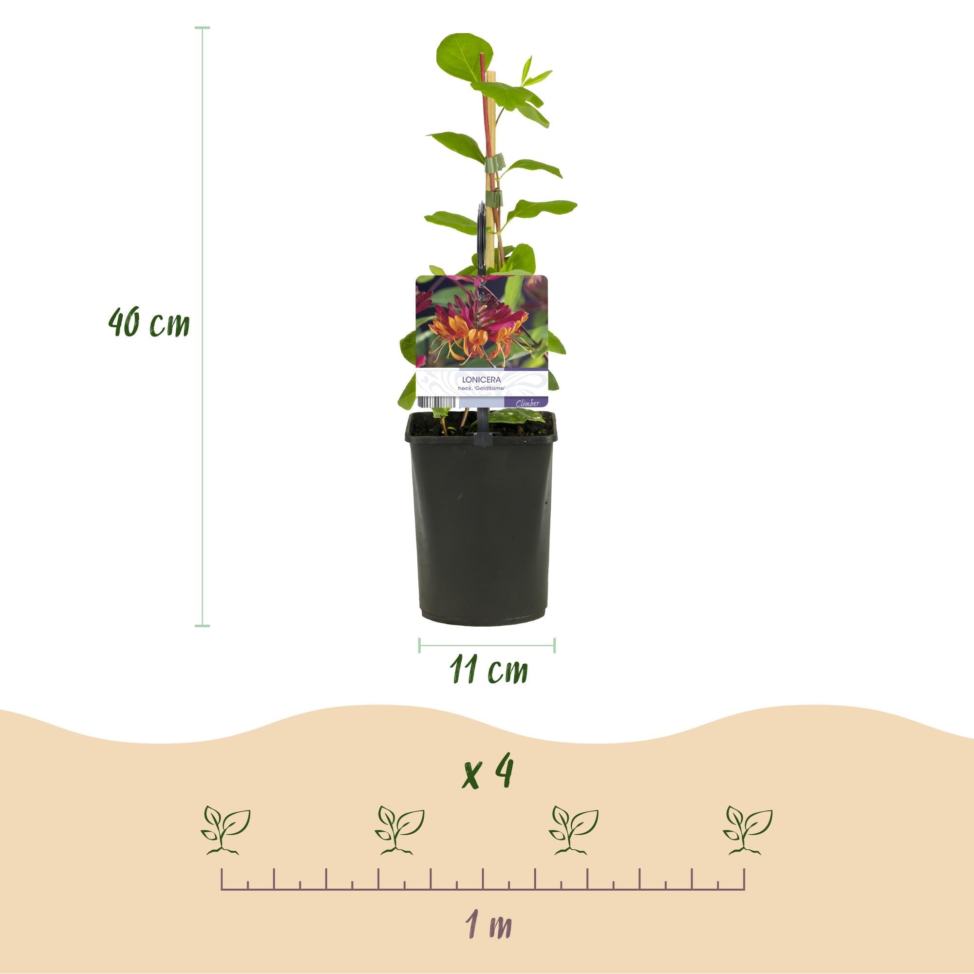 Kletterpflanzen – Set Rainbow – 4 Pflanzen – Clematis montana Rubens, Hedera helix, Lonicera Goldflame, Campsis Madame Galen – Ø11cm – Höhe ca. 40cm – Plant