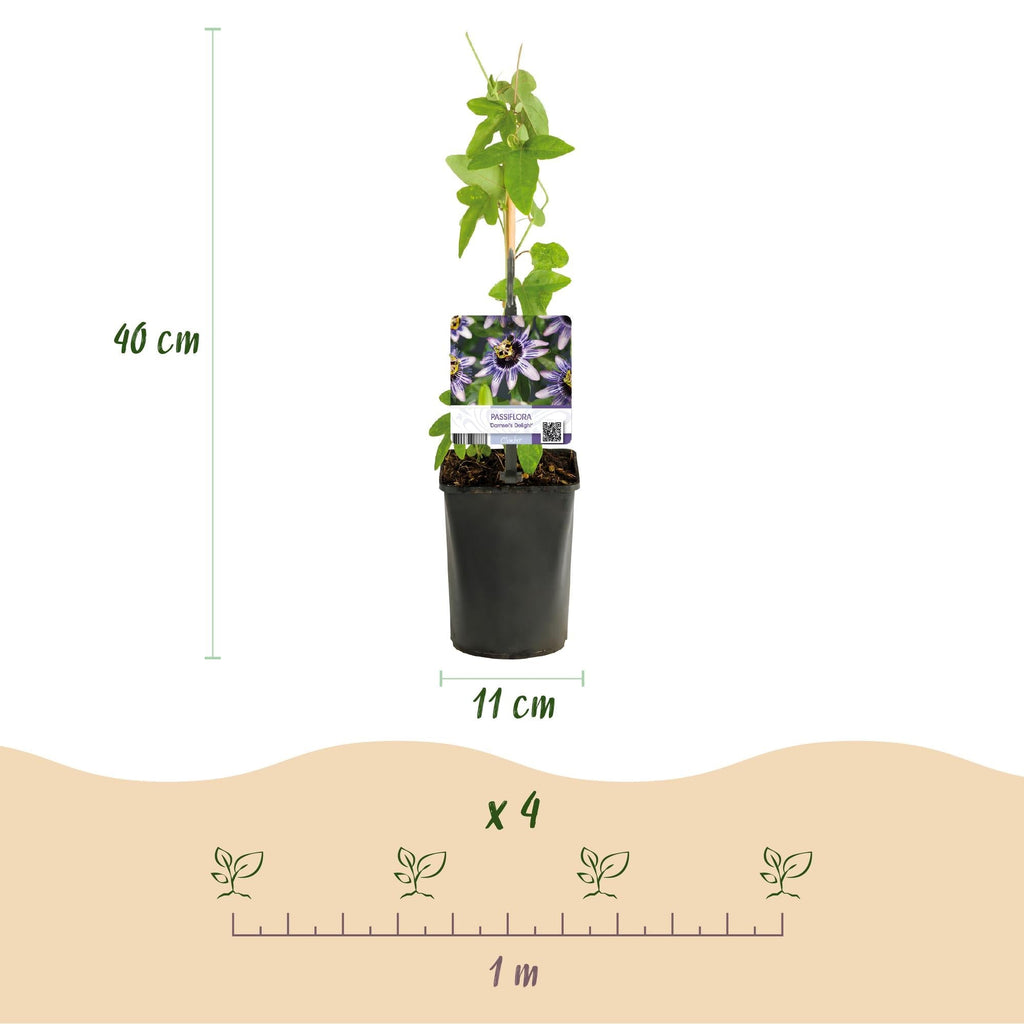 Passionsblume Passiflora Tricolour – Blüte Rosa, Weiß & Lila – Wenig Pflege – 3 Pflanzen – 11cm Höhe 40cm – Ideal für Balkon, Garten & Pergolen – Plant
