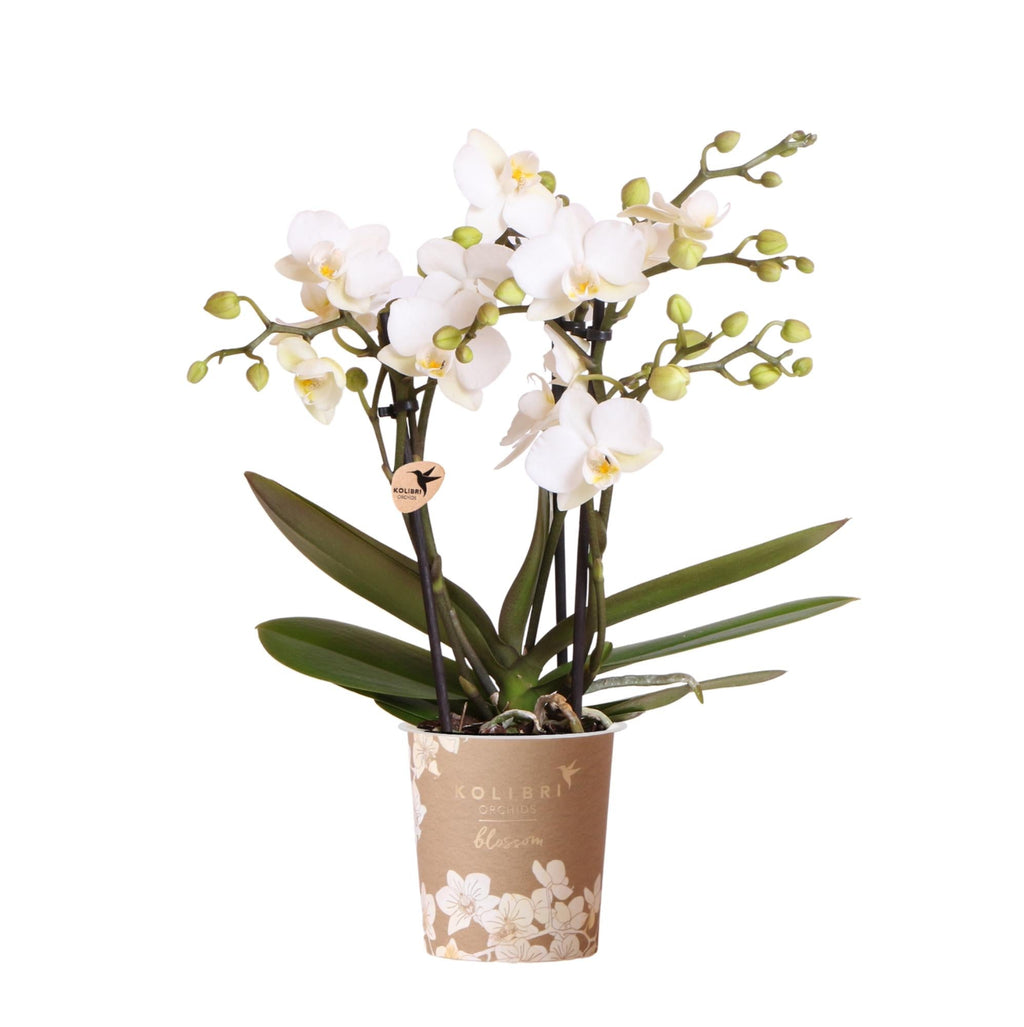 Weiße Phalaenopsis Orchidee – Zürich – Ø9cm – Elegante blühende Zimmerpflanze mit 2-3 kräftigen Trieben – Plant