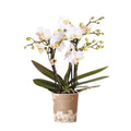 Weiße Phalaenopsis Orchidee – Zürich – Ø9cm – Elegante blühende Zimmerpflanze mit 2-3 kräftigen Trieben – Plant