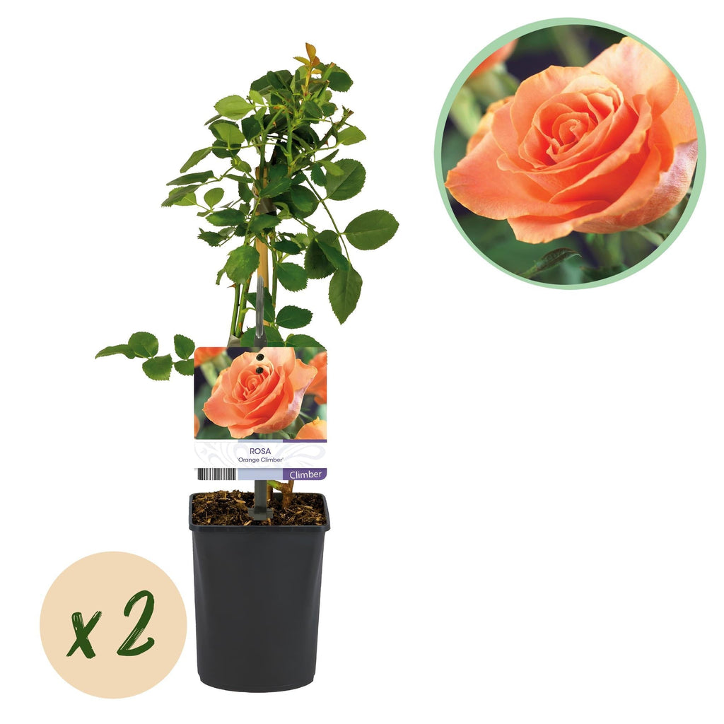 Kletterrose – Rosa Orange Climber – Orange Blüten – 2 Pflanzen – 11cm – Höhe 40cm – Wenig Pflege – Blüte im Sommer – Plant