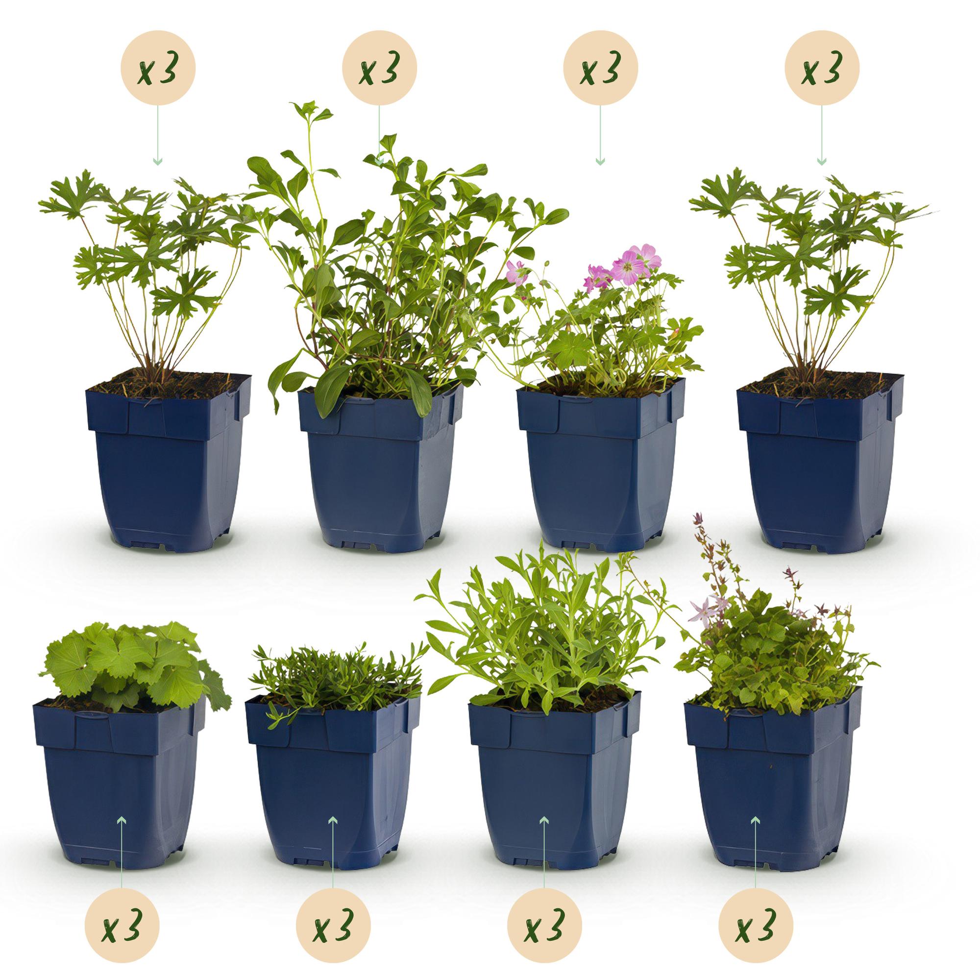 Staudenset – Bodendecker – 24 Stauden für 3m² – Bunte Blühpflanzen – Pflegeleicht – Unkrauthemmend – Für sonnige Standorte – Ø11cm – Plant