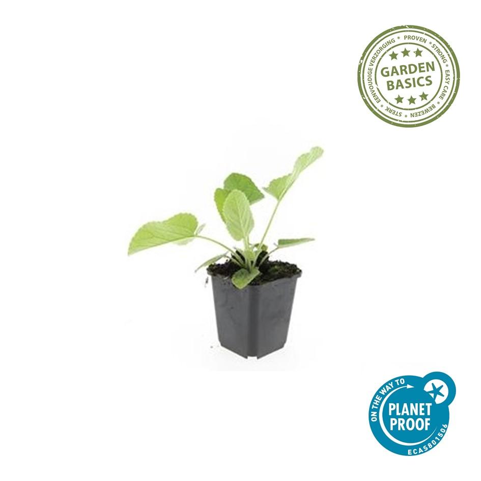 Russel Brandkraut Phlomis russeliana – ↕10-25cm – Ø9cm – Winterhart & Bienenfreundlich – Sommerblüher für Beete & Garten – Plant