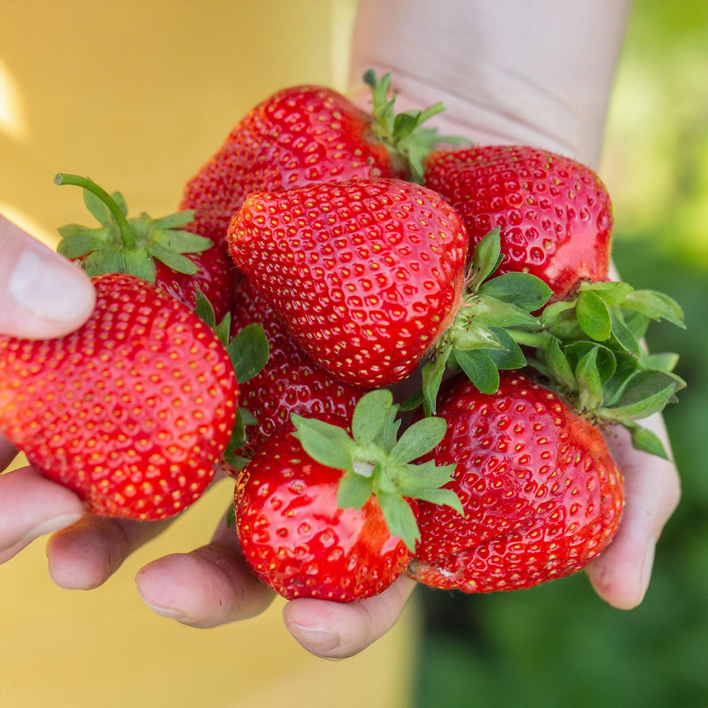 Erdbeere Fragaria Maxim winterhart Ø9cm Höhe30cm – Rote Erdbeere für Beet Balkon & Topf – Pflegeleichte Obstpflanze mit süßem Aroma