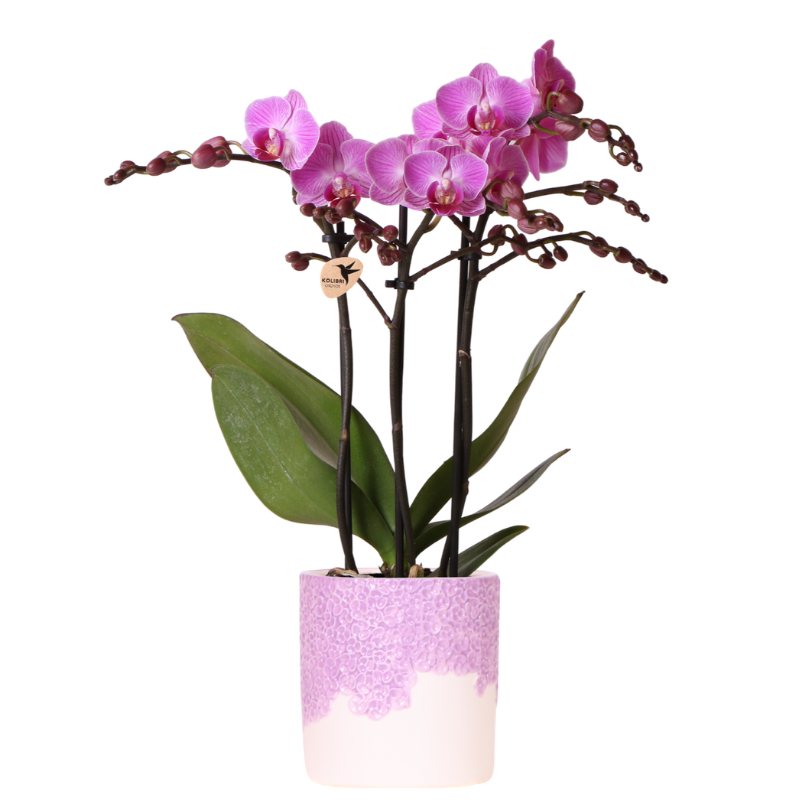 Violette Vienna Orchidee im Bloom Übertopf Ø9cm – blühende Zimmerpflanze frisch vom Züchter – kompakte Orchidee mit 2-3 kräftigen Stielen