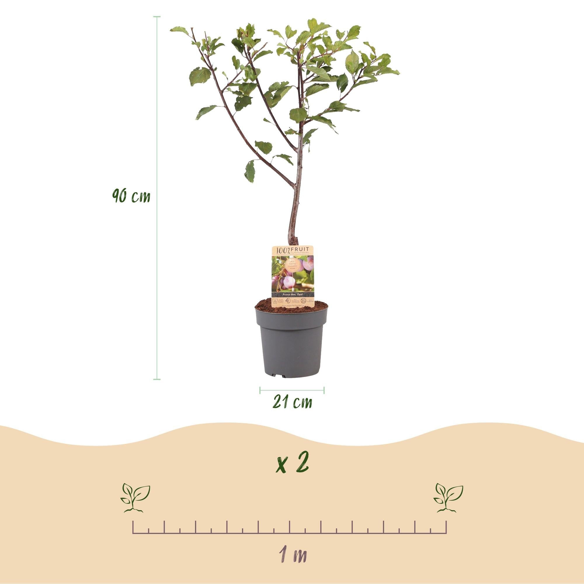 Pflaumenbaum – Prunus domestica 'Opal' – ca. 90cm hoch – Topf Ø21cm – gelb – rote Früchte – selbstfruchtend & ertragreich – Plant