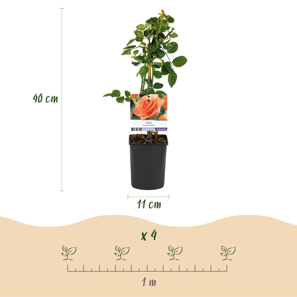 Kletterrose – Rosa Orange Climber – Orange Blüten – 2 Pflanzen – 11cm – Höhe 40cm – Wenig Pflege – Blüte im Sommer – Plant
