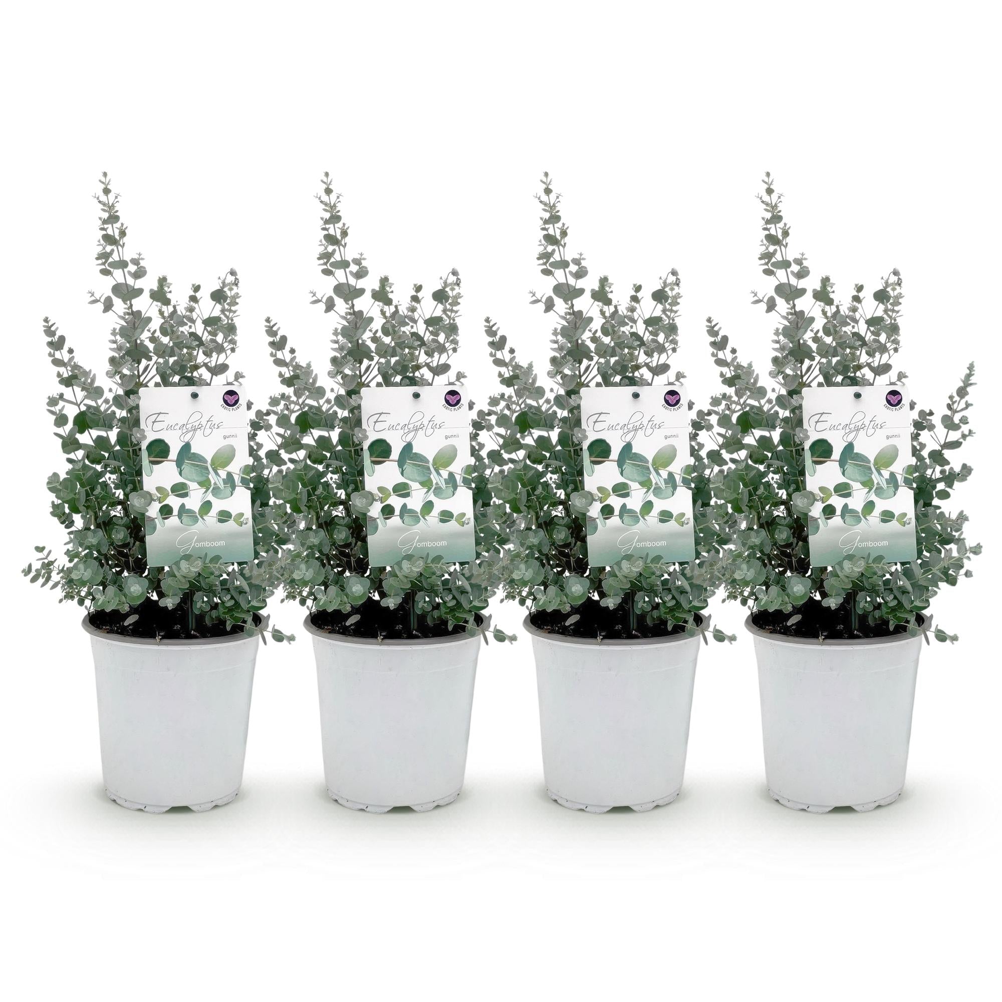 Eukalyptusbaum Eucalyptus gunnii – Winterhart – Terrassenpflanze – Grau – Ø17cm, Höhe ca. 40cm – Duftende & pflegeleichte Garten – Plant