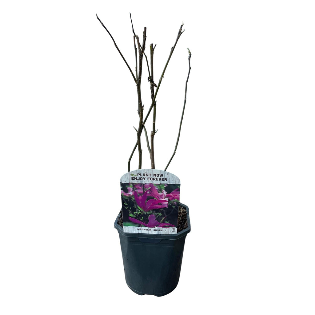 Purpur – Magnolie Magnolia Susan – Strauch – Blumen dunkelrosa – Wenig Pflege – 17cm Höhe 45cm – Frühjahrsblüher für Garten & Terrasse – Plant