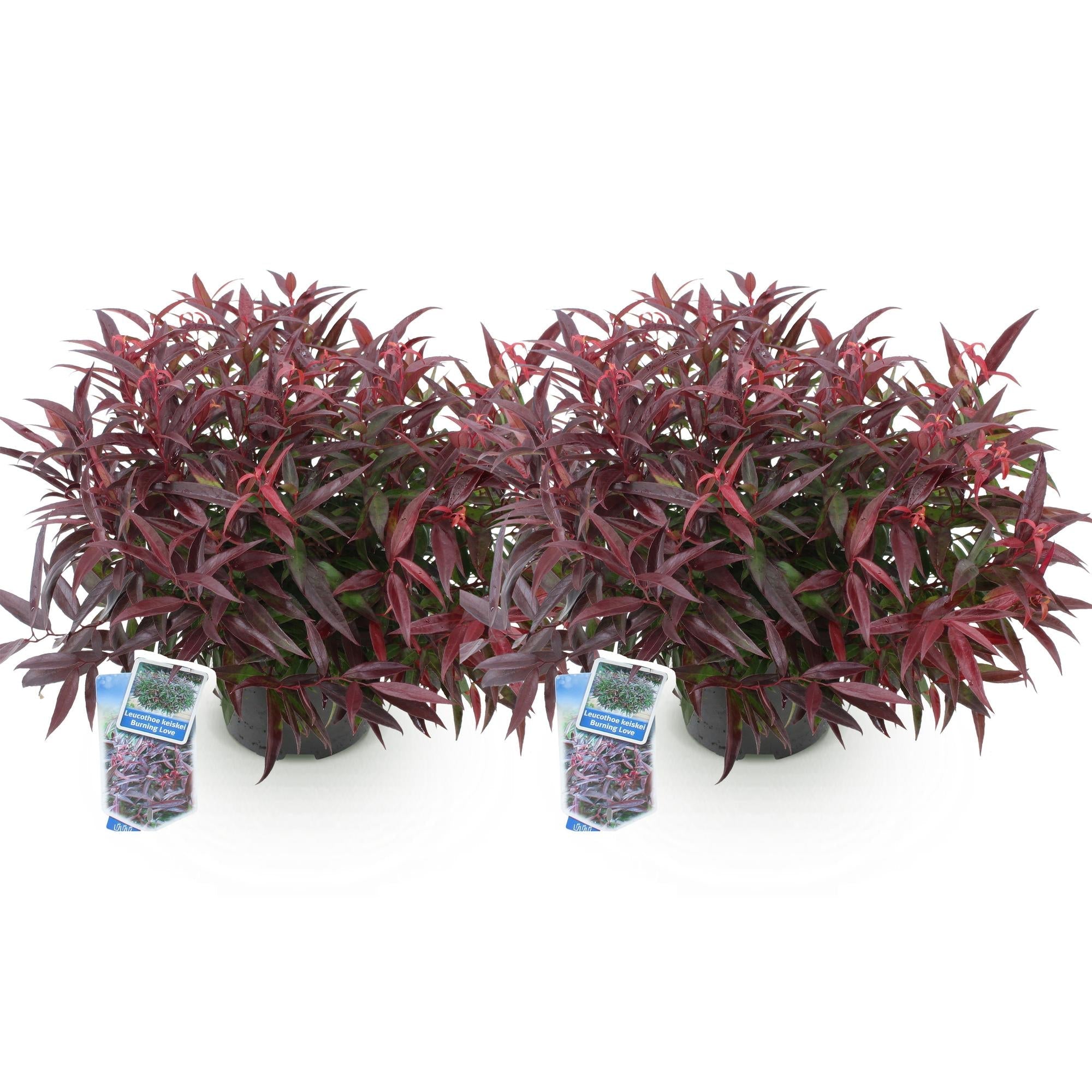 Traubenheide Leucothoe Burning Love – 2 Pflanzen 17cm Höhe ca.45cm – Immergrün & farbintensiv – Rotes Laub – Pflegeleichter dekorativer Zierstrauch