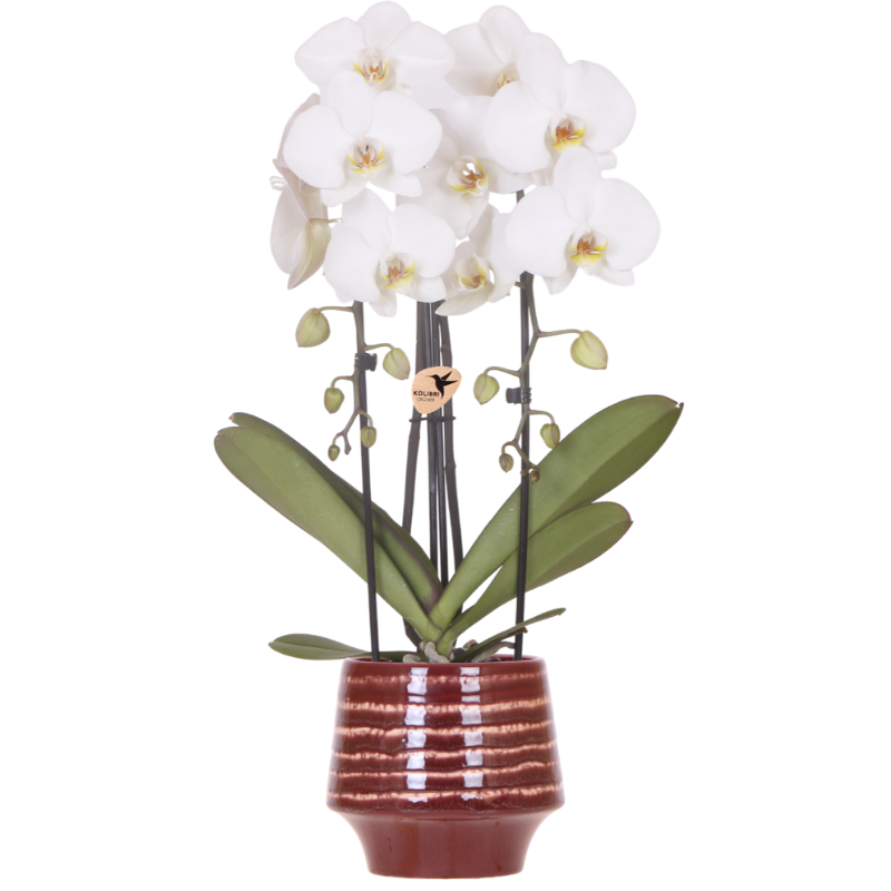 Weiße Niagara Falls Orchidee im Moonstone Burgundy Übertopf Ø12cm – blühende Zimmerpflanze frisch vom Züchter