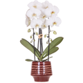 Weiße Niagara Falls Orchidee im Moonstone Burgundy Übertopf Ø12cm – blühende Zimmerpflanze frisch vom Züchter