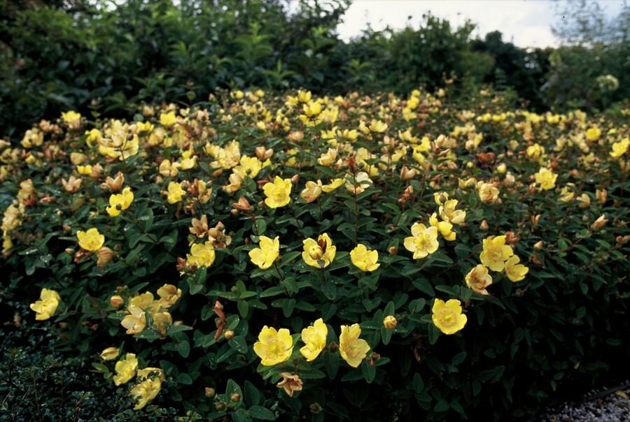 Johanniskraut Hypericum dummeri 'Peter Dummer' – ↕10-25cm – Ø9cm – Winterharter Bodendecker mit gelben Blüten – Plant