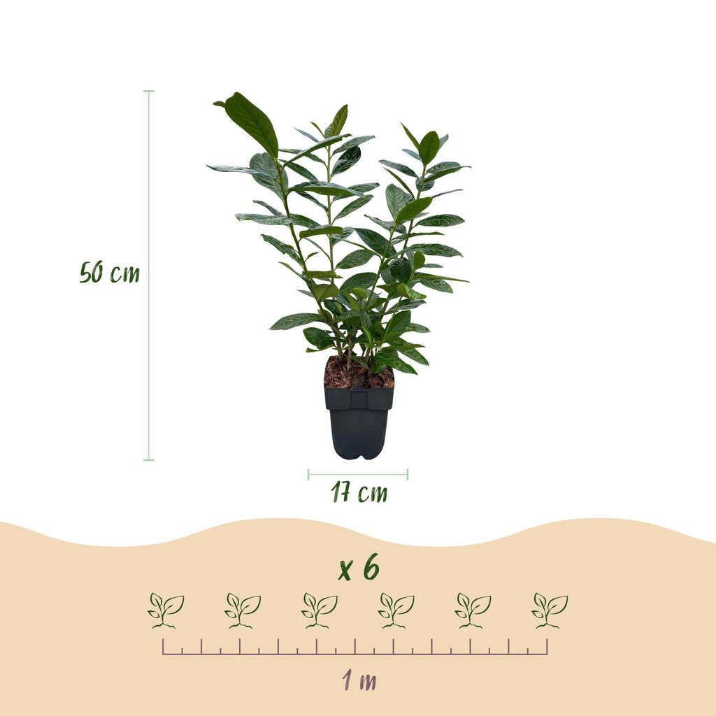 Kirschlorbeer Prunus laurocerasus Novita – Heckenpflanze – Blatt grün – 6 Pflanzen – 1 laufender Meter – Immergrün – 17cm Höhe 50cm – Plant