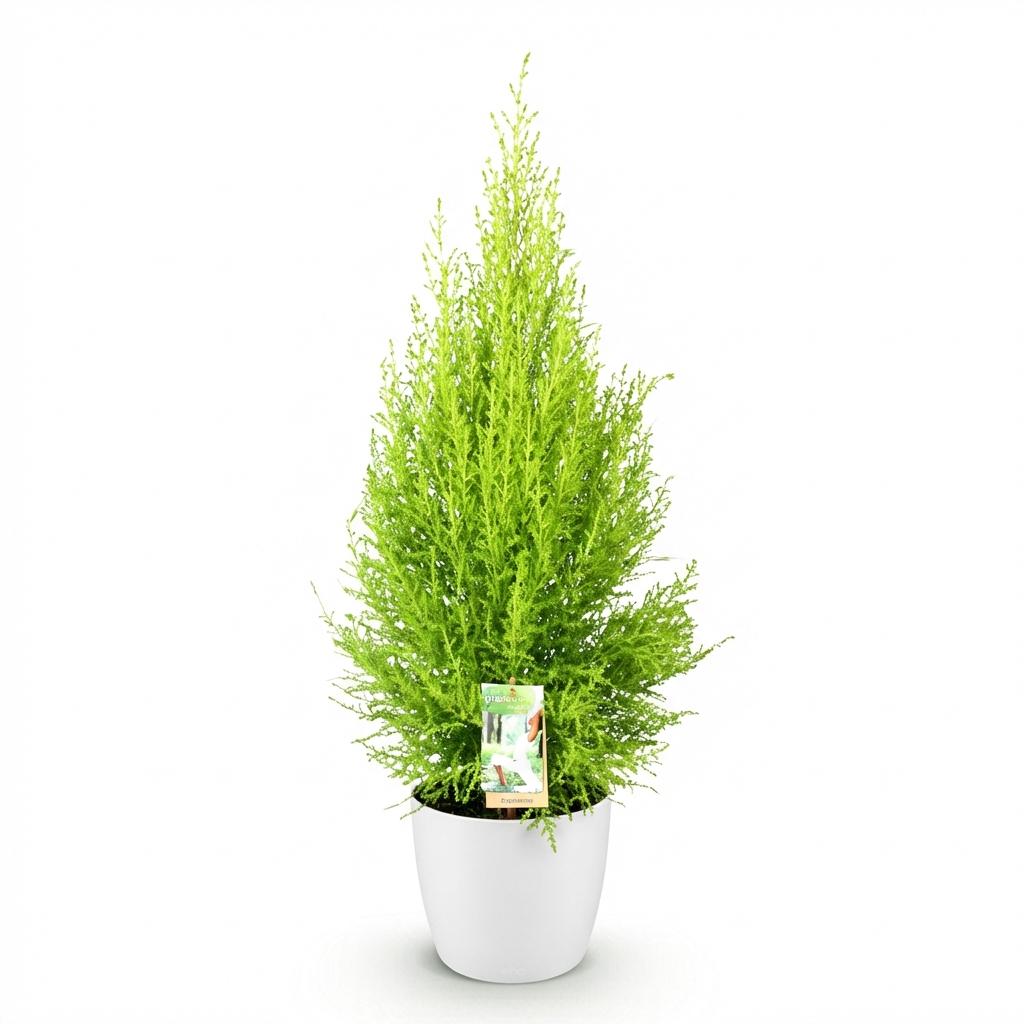 Cupressus Gold Crest Wilma Zimmerpflanze Mit Weißem Topf Ø21cm Höhe ca.85-95cm Zimmerkonifere Pflegeleicht Grünpflanze für Zimmer & Büro & Innenraum