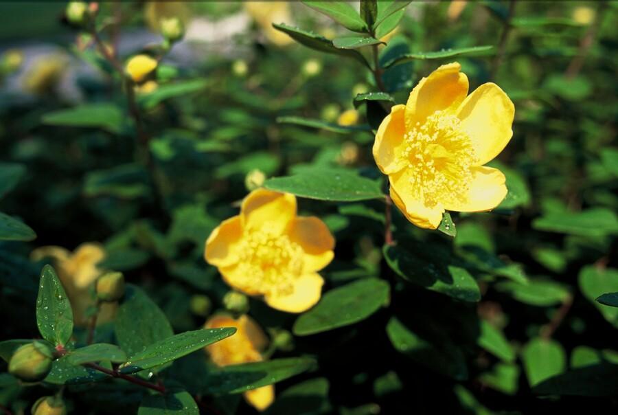 Johanniskraut Hypericum dummeri 'Peter Dummer' – ↕10-25cm – Ø9cm – Winterharter Bodendecker mit gelben Blüten – Plant