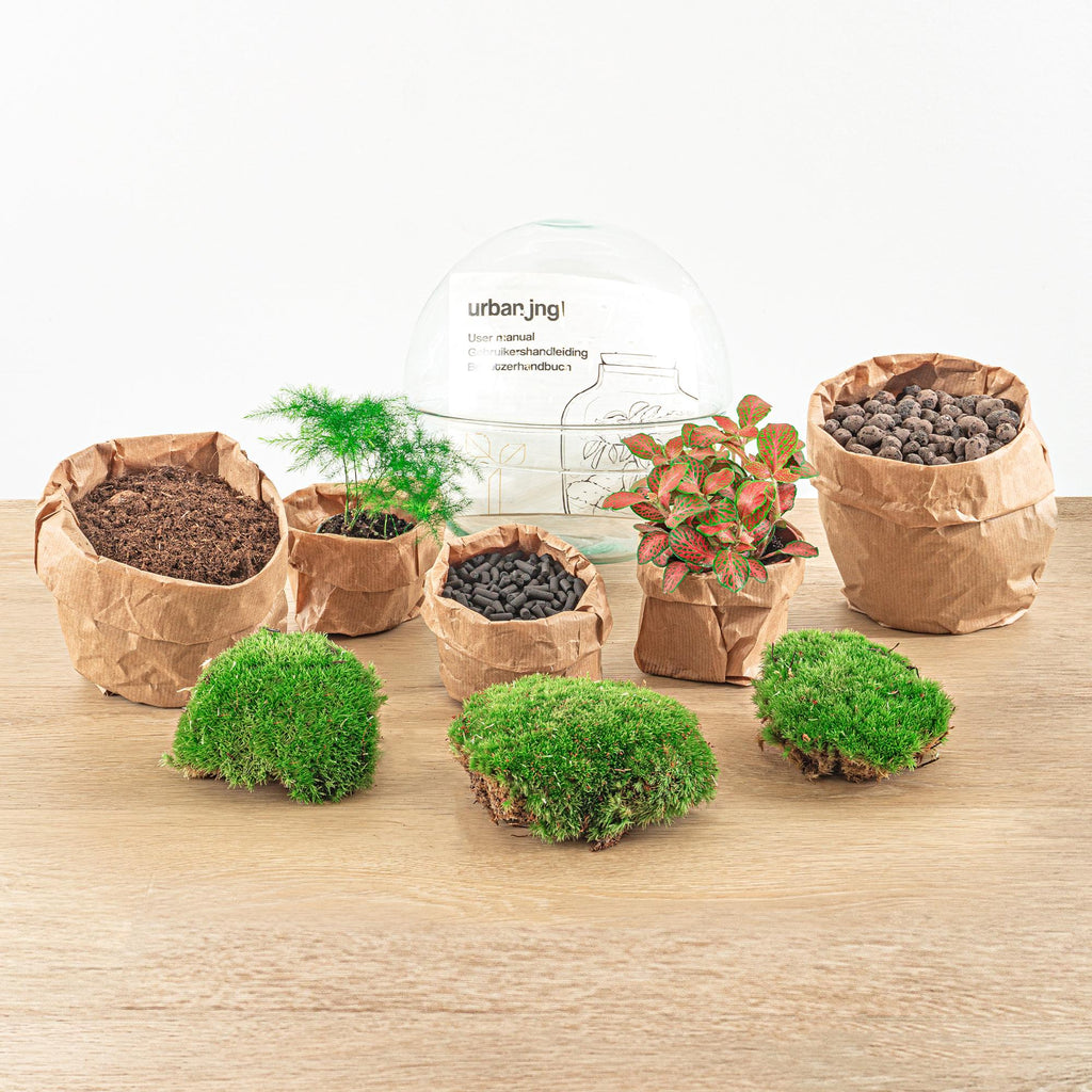 DIY Flaschengarten Set – Dome Glas Rot – Ø20cm x H20cm – Selbstversorgendes Pflanzterrarium mit Fittonia, Spargel & Moos – Mini – Pflegeleicht – Plant