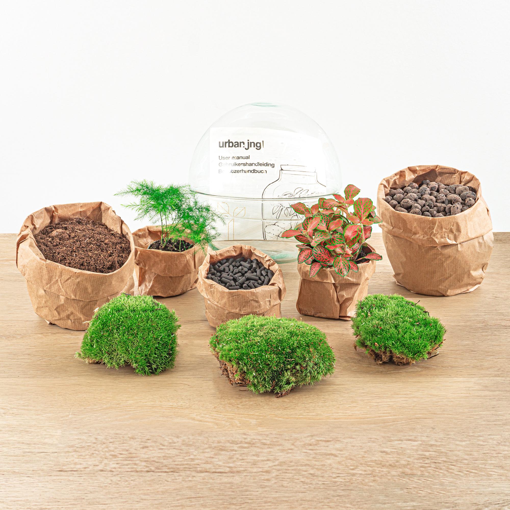 DIY Flaschengarten Set – Dome Glas Rot – Ø20cm x H20cm – Selbstversorgendes Pflanzterrarium mit Fittonia, Spargel & Moos – Mini – Pflegeleicht – Plant
