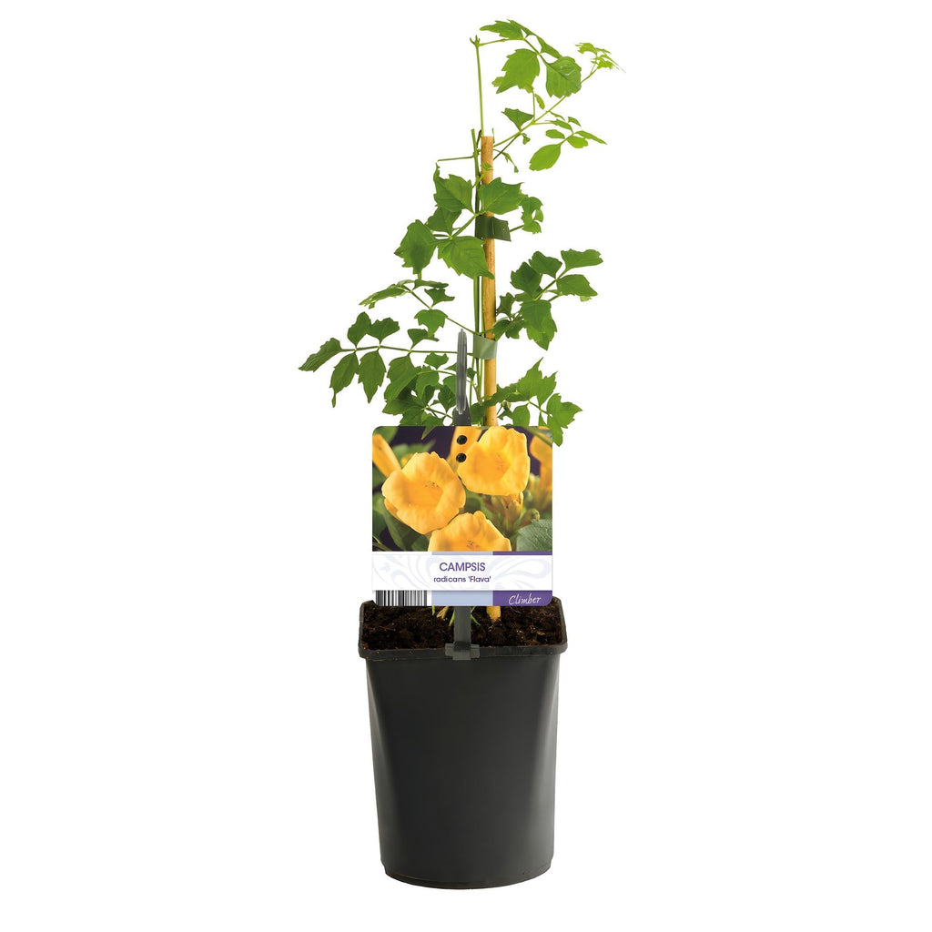 Trompetenblume Campsis radicans ‘Flava’ – 2 Pflanzen – Gelbblühende Kletterpflanze – Schnellwüchsig & pflegeleicht – Ideal für Zaun, Wand & Pergola – Plant