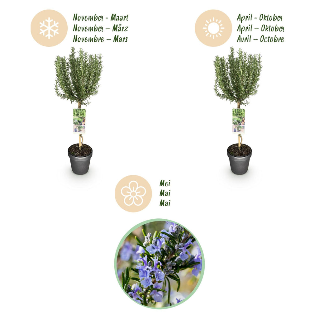 Rosmarin Rosmarinus officinalis – 19cm Höhe ca.90cm – Immergrün & winterhart – Lila Blüte – Aromatische Kräuterpflanze – Plant