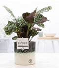 Ctenanthe Burle Marxii in Keramiktopf – Ø12cm ↕25cm – Gebetspflanze mit gemusterten Blättern – Pflegeleicht & luftreinigend – Plant
