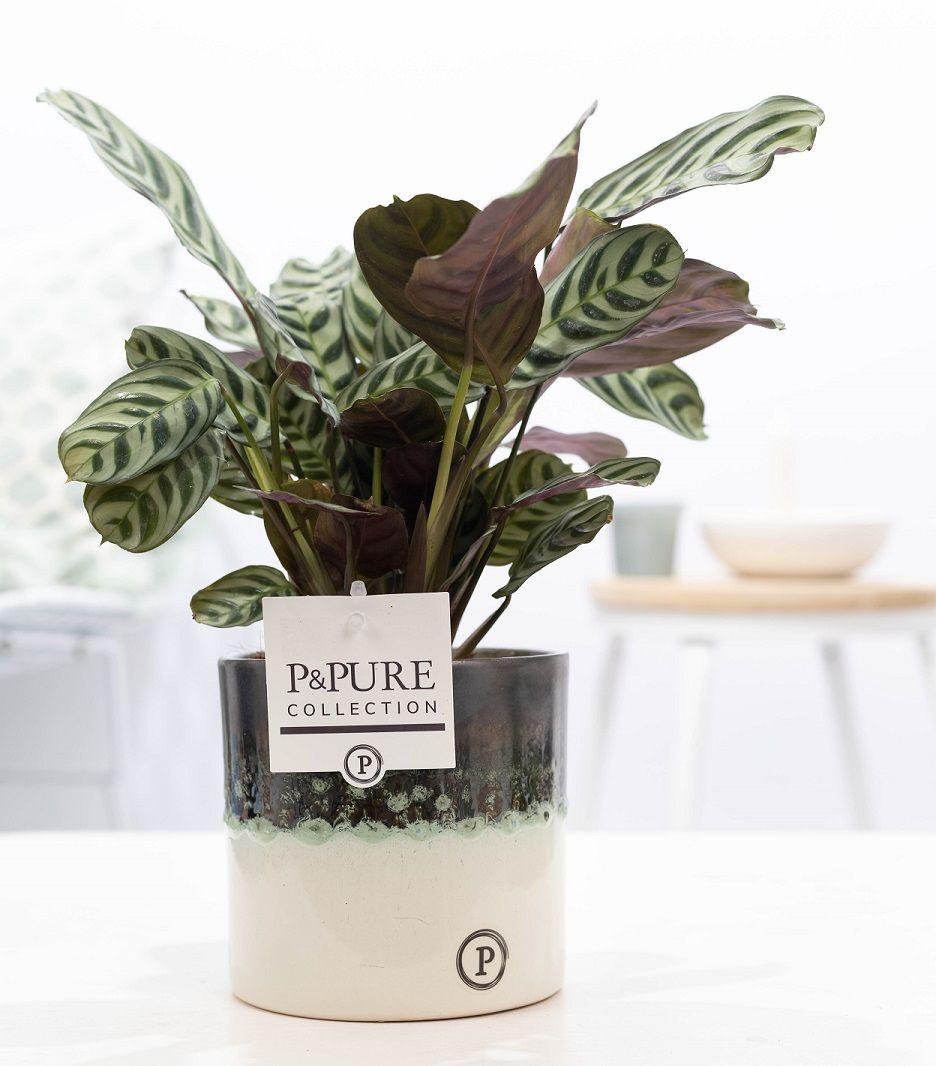 Ctenanthe Burle Marxii in Keramiktopf – Ø12cm ↕25cm – Gebetspflanze mit gemusterten Blättern – Pflegeleicht & luftreinigend – Plant