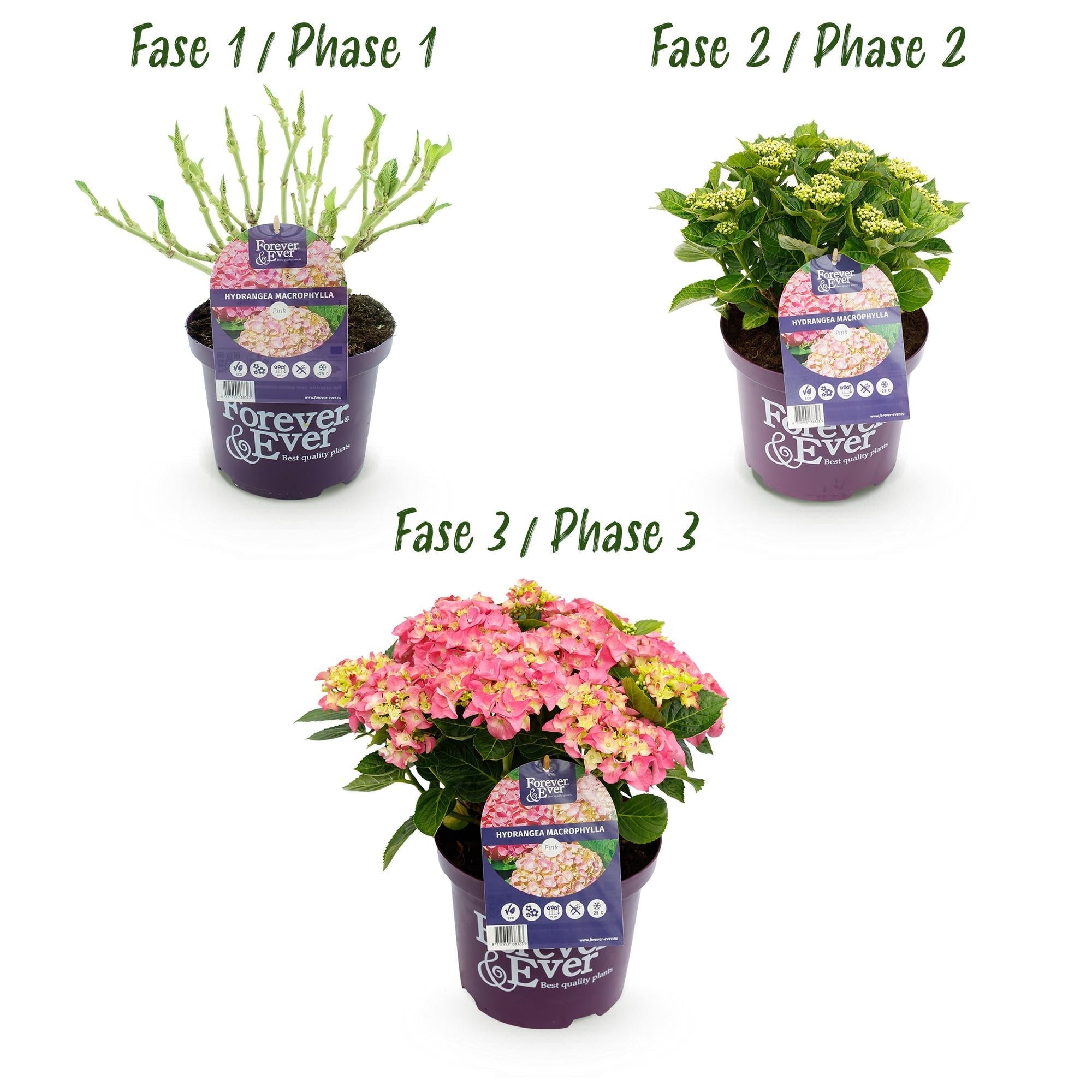 Hortensie Hydrangea macrophylla Forever & Ever Rosa – Balkonpflanze – 7-12 Blüten – Topf 23cm – Höhe 55cm – Langlebige Blüten – Plant