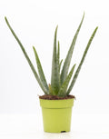 Aloe Vera – Ø12cm ↕40cm – Pflegeleichte Zimmerpflanze mit dicken, grünen Blättern – Natürliche Luftreiniger – Pflanze im modernen Dekotopf – Plant