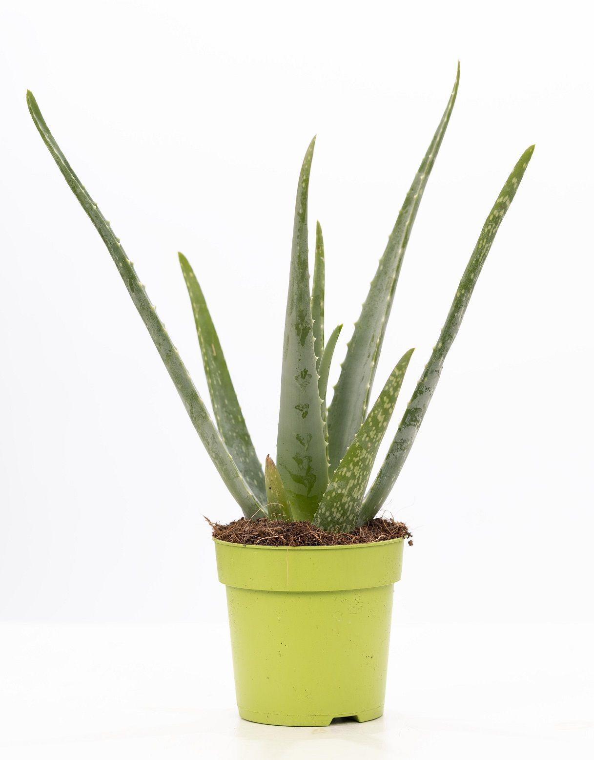 Aloe Vera – Ø12cm ↕40cm – Pflegeleichte Zimmerpflanze mit dicken, grünen Blättern – Natürliche Luftreiniger – Pflanze im modernen Dekotopf – Plant