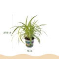 Pflanzen Mix 3er Set Cyperus Calissia Chlorophytum Mit Weißem Topf Ø12cm Höhe ca.20cm Haustierfreundliche Grünpflanzen Für Zimmer Büro & Schlafzimmer