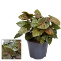 Syngonium Maria Feel Green – Zimmerpflanze mit dekorativen, bronzefarbenen Blättern – Höhe ca. 25cm – Ø14cm – Pflegeleicht & luftreinigend – Plant