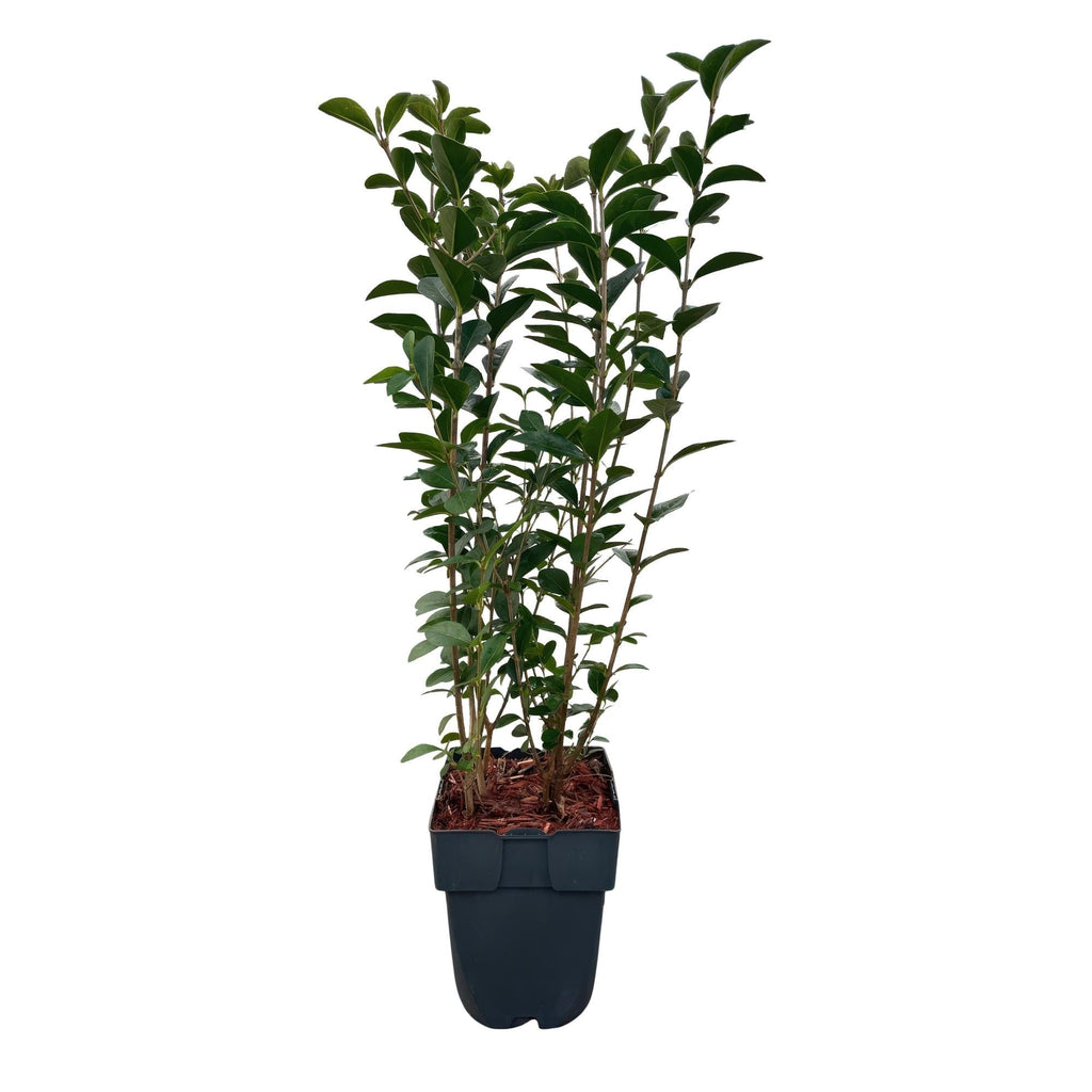 Ovalblättriger Liguster Ligustrum ovalifolium – Immergrün – Heckenpflanze – Blatt Grün – 6 Pflanzen – 1m laufend – Pflegeleicht – 17cm Höhe 55cm – Plant