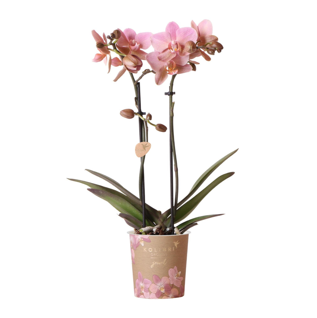Phalaenopsis Orchidee – Treviso Altrosa – Ø9cm – Blühende Zimmerpflanze – Elegante Deko-Orchidee – Frisch vom Züchter – Plant